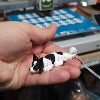 Papillon tricolor - brelok do kluczy